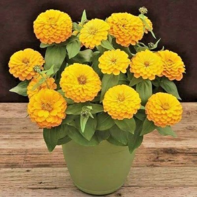 CYBEXIS LXI-73 - Canary Yellow Zinnia Flower - (90 Seeds) Seed(90 per packet)