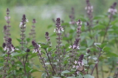 VibeX ® LXI-20 Blue Spice Basil Seeds Seed(1000 per packet)