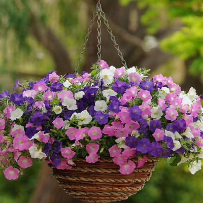 Lorvox Pansy Flower Seed(70 per packet)