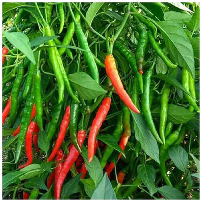 EcoFusion chilly seed Seed(29 per packet)
