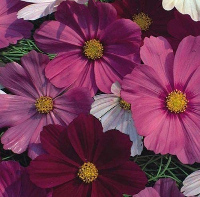 CYBEXIS Cosmos Sensation Mixed Seed(1 g)