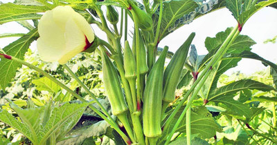 CRGO OKRA , BHINDI Seed(900 per packet)