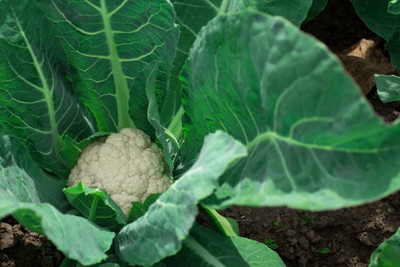 Raunak white cauliflower,gobhee seeds Seed(25 per packet)