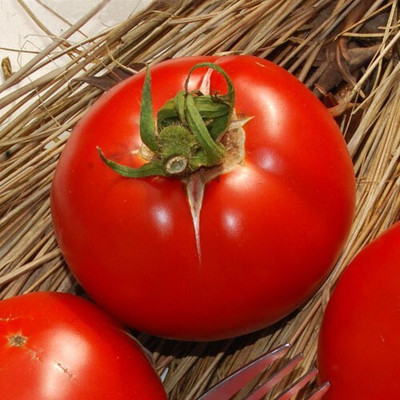Quentova Tomato Red टमाटर-NDIR-22B Seed(300 per packet)