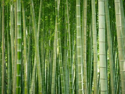 Mozette Exotic bamboo Seed(29 per packet)