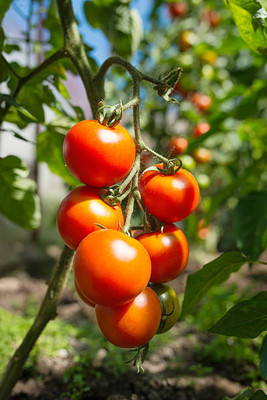 Aadhiyogi ayurvedha tomato Seed(150 per packet)