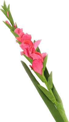 CRGO GLADIOULUS Seed(12 per packet)