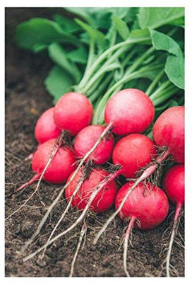 CRGO TURNIP , SHALGAM Seed(100 per packet)