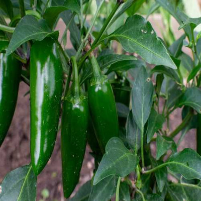 Arshiayat Hybrid Chilli Seeds, Bullet Mirchi Seed(76 per packet)