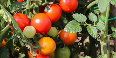 Galaxico tomato Seed(135 per packet)