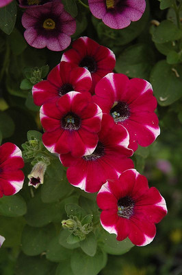 Dasstore Pituniya multiple colour flower seeds (pack of 100) Seed(100 per packet)