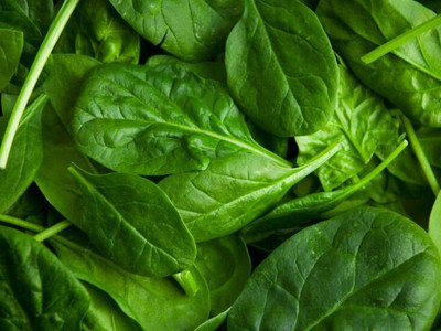 Pbevergreen Palak Seed(60 per packet)