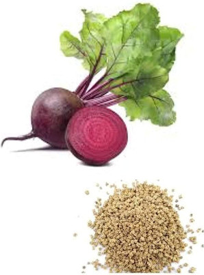 AloGardening Hybrid F1 Premium Vegetable Beetroot Seeds Seed(10 per packet)