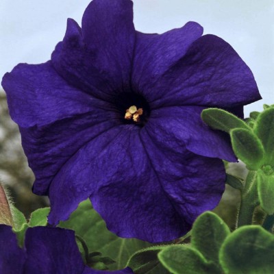 VibeX XLL-1 - Petunia Grandiflora Blue - (540 Seeds) Seed(540 per packet)