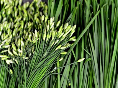 VibeX NDIR-51 - Wild Chives for Planting - (750 Seeds) Seed(750 per packet)