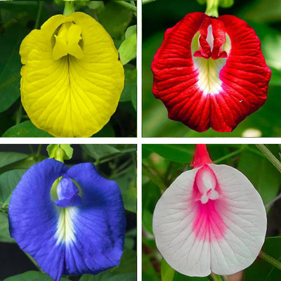 Greenfall Aparajita Seeds, Vibrant Mixed Colors (21 Per Packet) Seed(20 per packet)