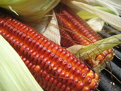 WILLVINE SCI -II Giant Orange Corn-[1Kg] Seed(4000 per packet)