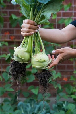 MOONQULTY Olkopi Seeds For Home Garden 31 Seed(31 per packet)