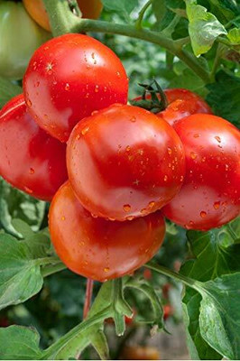 CYBEXIS Arka Vardan Tomato Variety2000 Seeds Seed(2000 per packet)