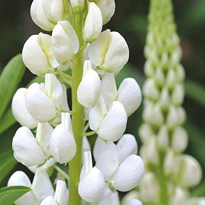 Aro Lupin Seed(15 per packet)