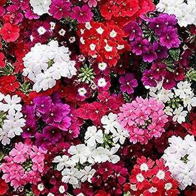 ACCELCROP Verbena- Mammoth Mix Seed(32 per packet)