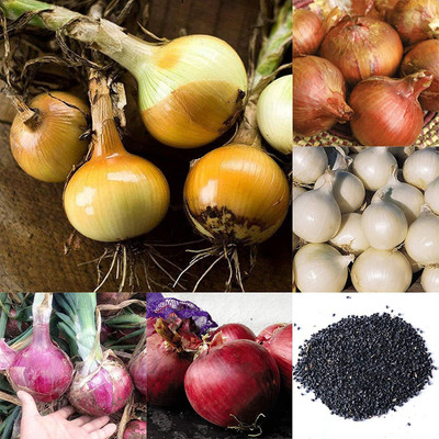 CYBEXIS Onion Seeds Succulents Multicolor Fiber Vegetable 2000 Seeds Seed(2000 per packet)