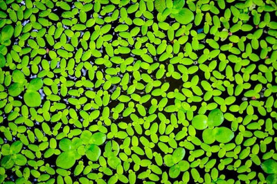 ibains lemna minor seeds Seed(900 per packet)