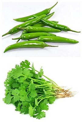 WILLVINE Easy planting - Green Chili & Coriander Combo-[200 Seeds] Seed(200 per packet)