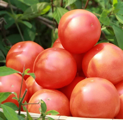 Avysa Desi Salad Red Tomatoes Seed(1500 per packet)
