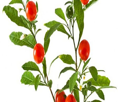Aywal Ashwagandha Seed(15 per packet)
