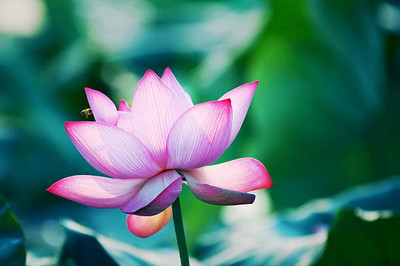 Pihu lotus,kamal gatta Seed(10 per packet)