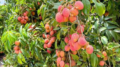 MAA LITCHI,LICHEE,LYCHEE Seed(10 per packet)