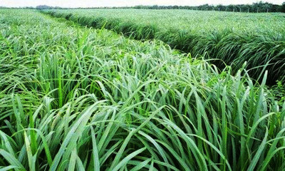 VibeX NBIR-42 - Lemon Grass Plant - (250 Seeds) Seed(250 per packet)