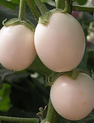 CEZIUS Organic Seeds | For Any Pot & Home Garden Round White Brinjal Seed(250 per packet)