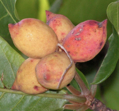 VibeX GBPUT-10 - Badam Indian Almond Terminalia badam - (30 Seeds) Seed(30 per packet)