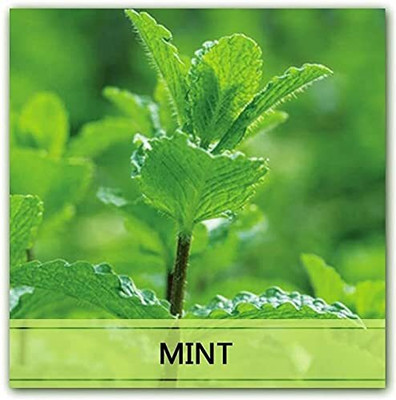 LPR PUDINA,MINT Seed(50 per packet)