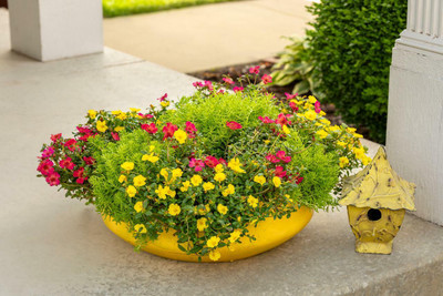 the green dotcom Portulaca flower seeds/morning glory flower/9 oclock flower seeds Seed(70 per packet)