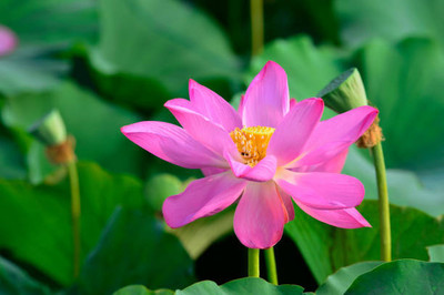 DTDs lotus,kamal gatta Seed(11 per packet)