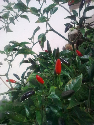Qualtivate PUA-9A Vietnamese Devil Chilli- SmallBlack Seed(300 per packet)