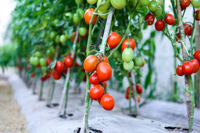 Dream Team tomato Seed(35 per packet)