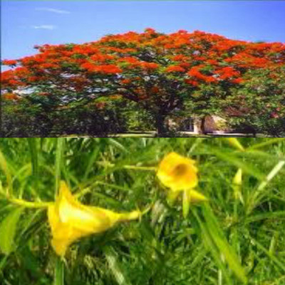 VINAYAK TRADERS Kaner and Gulmohar seeds|Oleander & Royal Poinciana Tree SEEDS (52 Each seeds) Seed(104 per packet)