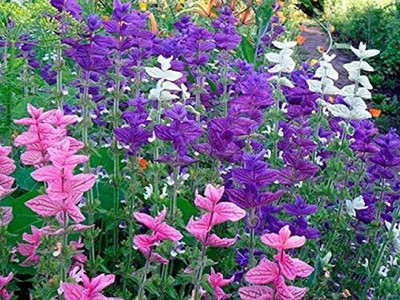 Qualtivate HUA-8A Clary Tricolor (Painted Sage) Seed(100 per packet)