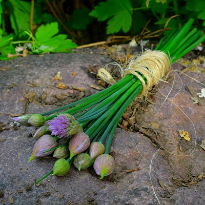 CYBEXIS VXI-2 - Organic Chives - (250 Seeds) Seed(250 per packet)
