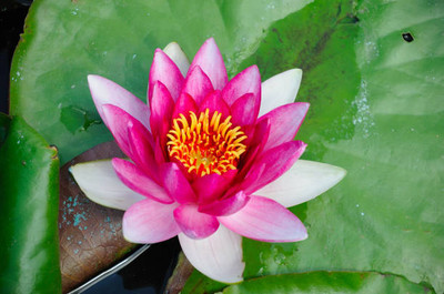 DIVINE lotus,kamal gatta Seed(14 per packet)