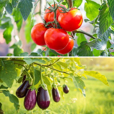 DEYS AGRO ™ tomato seeds and brinjal seeds hybrid combo Seed(117 per packet)