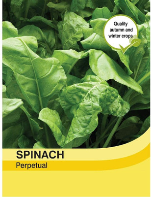 WILLVINE Vegetables - Spinach Medania-[800 Seeds] Seed(800 per packet)