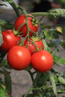 Shiv Shakti Ent tomato Seed(30 per packet)
