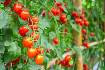 I S ENTERPRISE tomato Seed(135 per packet)