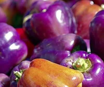 VibeX ® RXI-477 Purple Capsicum Vegetable Seeds Seed(200 per packet)