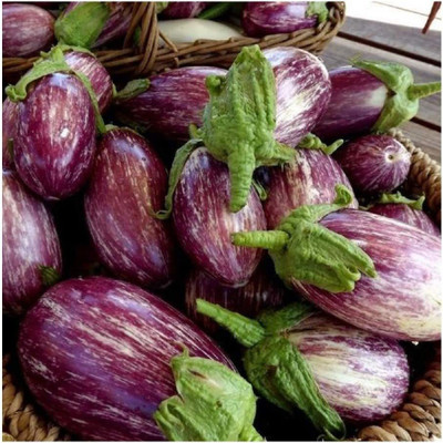 CYBEXIS Hybrid Brinjal Seeds2400 Seeds Seed(2400 per packet)